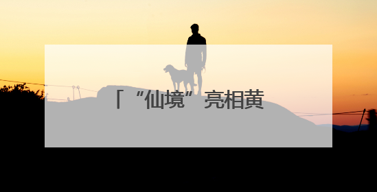 “仙境”亮相黄浦江畔，三大优惠游玩政策等你来