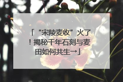 “宋陵麦收”火了！揭秘千年石刻与麦田如何共生→