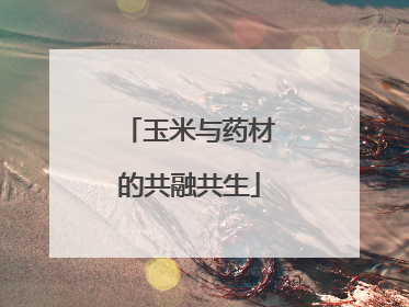 玉米与药材的共融共生