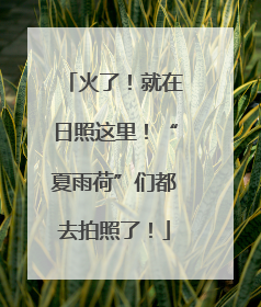 火了！就在日照这里！“夏雨荷”们都去拍照了！