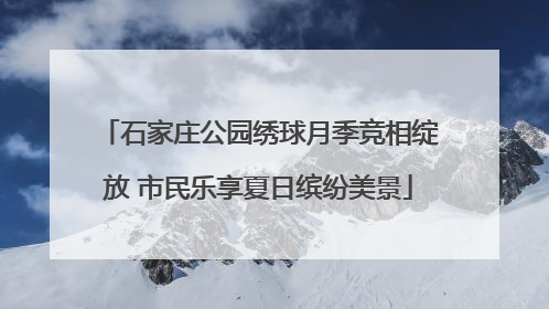 石家庄公园绣球月季竞相绽放 市民乐享夏日缤纷美景
