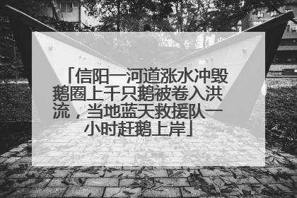 信阳一河道涨水冲毁鹅圈上千只鹅被卷入洪流，当地蓝天救援队一小时赶鹅上岸