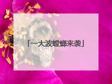 一大波螳螂来袭