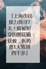 上海市民接力找寻7天！脸被射穿的狸花猫获救，医药费1天筹到四千多