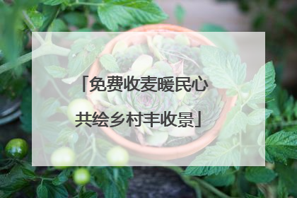 免费收麦暖民心 共绘乡村丰收景
