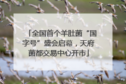 全国首个羊肚菌“国字号”盛会启幕，天府菌都交易中心开市
