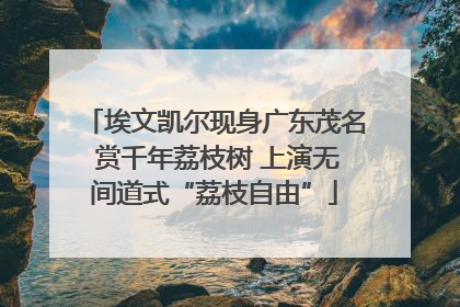 埃文凯尔现身广东茂名 赏千年荔枝树 上演无间道式“荔枝自由”
