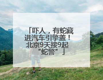 吓人，有蛇藏进汽车引擎盖！北京9天接9起“蛇警”