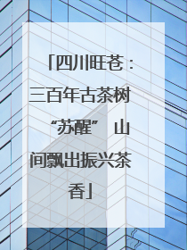 四川旺苍：三百年古茶树“苏醒” 山间飘出振兴茶香