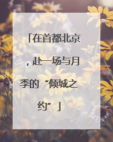 在首都北京，赴一场与月季的“倾城之约”
