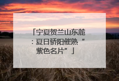 宁夏贺兰山东麓：夏日骄阳催熟“紫色名片”