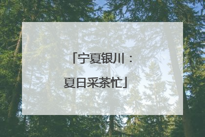 宁夏银川：夏日采茶忙