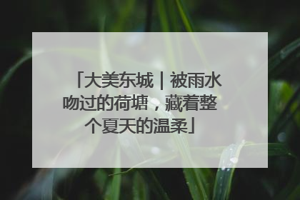 大美东城｜被雨水吻过的荷塘，藏着整个夏天的温柔