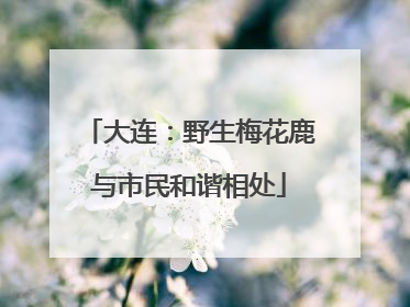 大连：野生梅花鹿与市民和谐相处