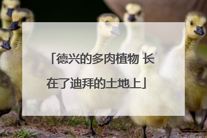 德兴的多肉植物 长在了迪拜的土地上