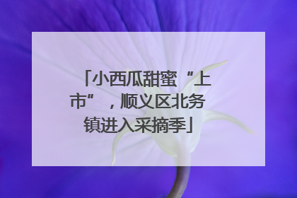 小西瓜甜蜜“上市”，顺义区北务镇进入采摘季