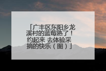 广丰区东阳乡龙溪村的蓝莓熟了！约起来 去体验采摘的快乐（图）
