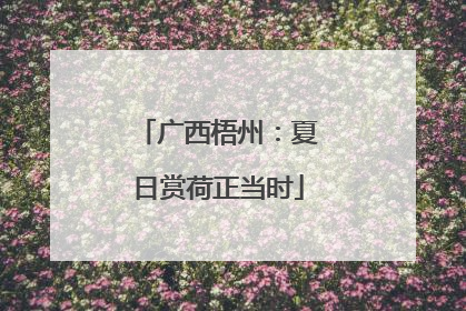 广西梧州：夏日赏荷正当时
