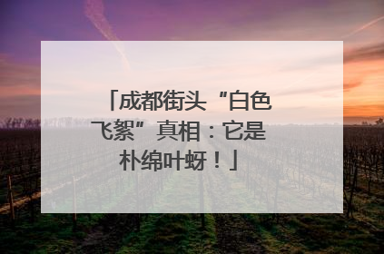 成都街头“白色飞絮”真相：它是朴绵叶蚜！