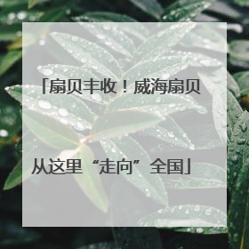 扇贝丰收！威海扇贝从这里“走向”全国