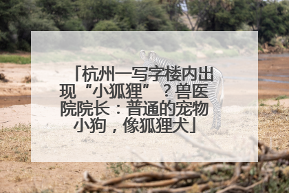杭州一写字楼内出现“小狐狸”？兽医院院长：普通的宠物小狗，像狐狸犬