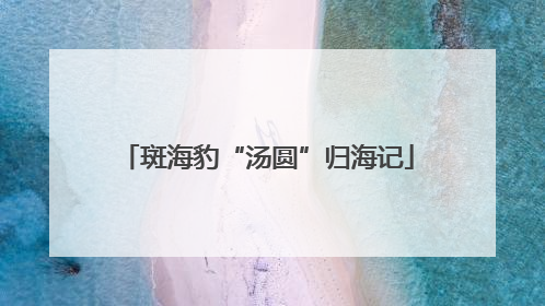 斑海豹“汤圆”归海记