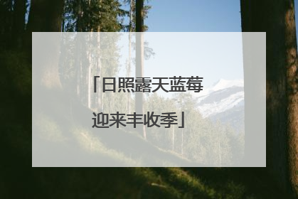 日照露天蓝莓迎来丰收季