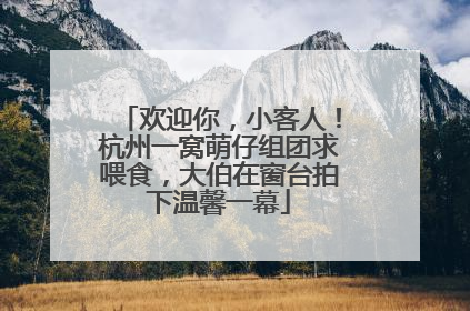 欢迎你，小客人！杭州一窝萌仔组团求喂食，大伯在窗台拍下温馨一幕