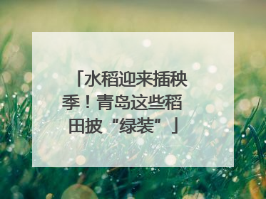 水稻迎来插秧季！青岛这些稻田披“绿装”
