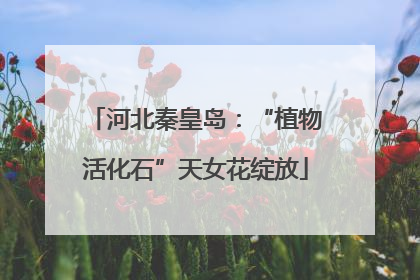 河北秦皇岛：“植物活化石”天女花绽放