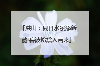 洪山：夏日水景添新韵 碧波粉黛入画来