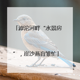 滹沱河畔“水景房”，崖沙燕育雏忙