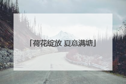 荷花绽放 夏意满塘