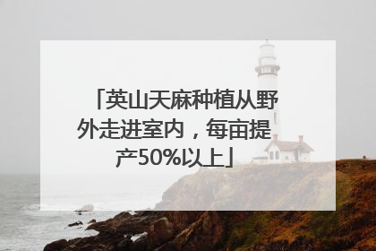 英山天麻种植从野外走进室内，每亩提产50%以上