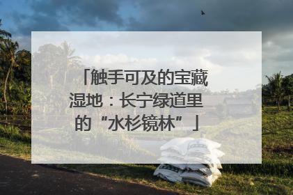 触手可及的宝藏湿地：长宁绿道里的“水杉镜林”