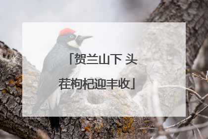 贺兰山下 头茬枸杞迎丰收