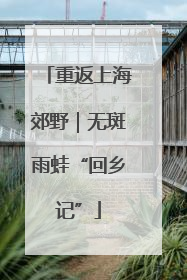 重返上海郊野｜无斑雨蛙“回乡记”