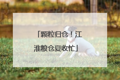 颗粒归仓！江淮粮仓夏收忙