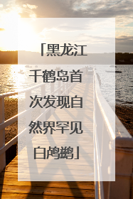 黑龙江千鹤岛首次发现自然界罕见白鸬鹚
