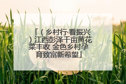 （乡村行·看振兴）江西彭泽千亩黄花菜丰收 金色乡村孕育致富新希望