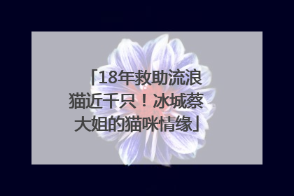 18年救助流浪猫近千只！冰城蔡大姐的猫咪情缘